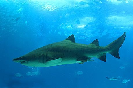 Requin photo